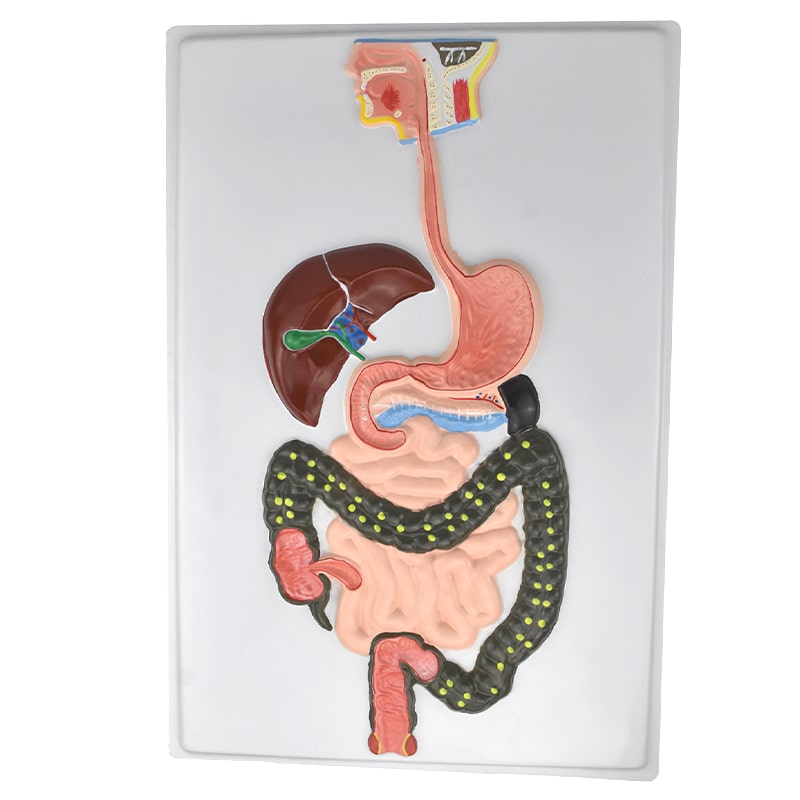 ZEIGEN Lamina Didáctica Del Sistema Digestivo 