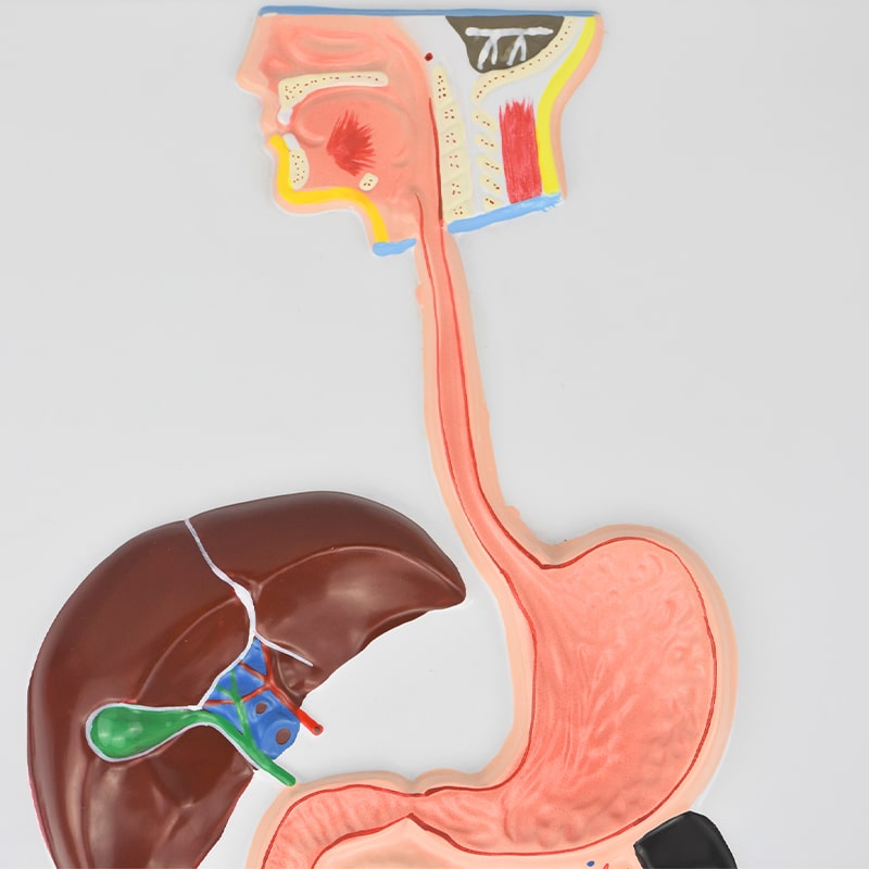 ZEIGEN Lamina Didáctica Del Sistema Digestivo 