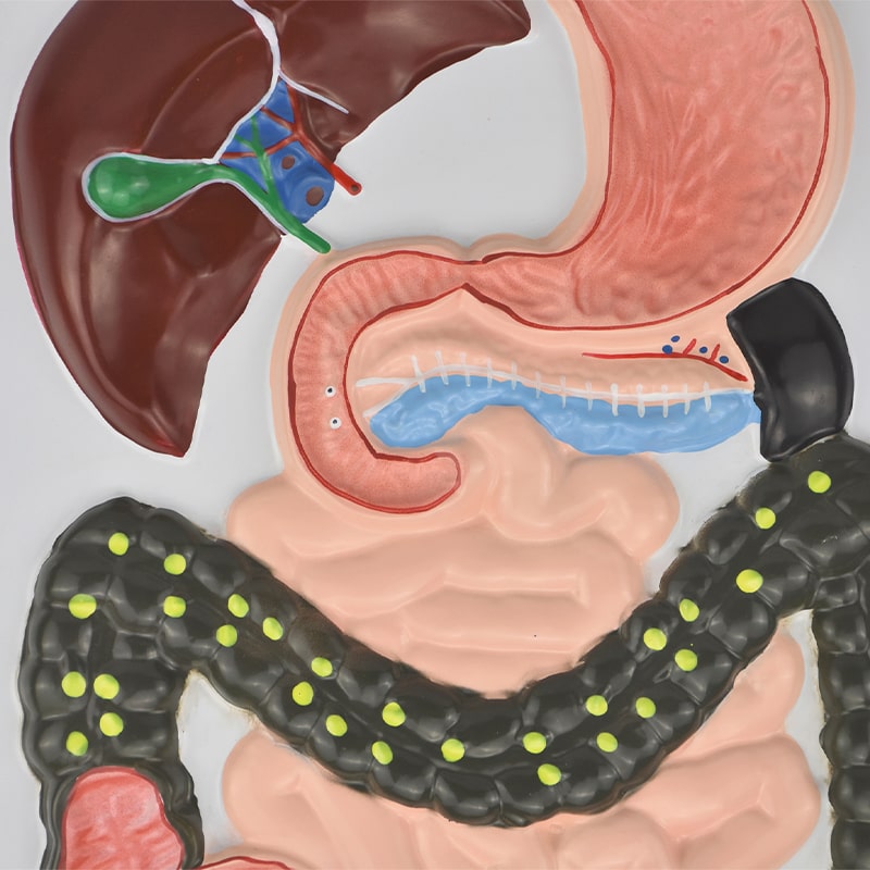 ZEIGEN Lamina Didáctica Del Sistema Digestivo 