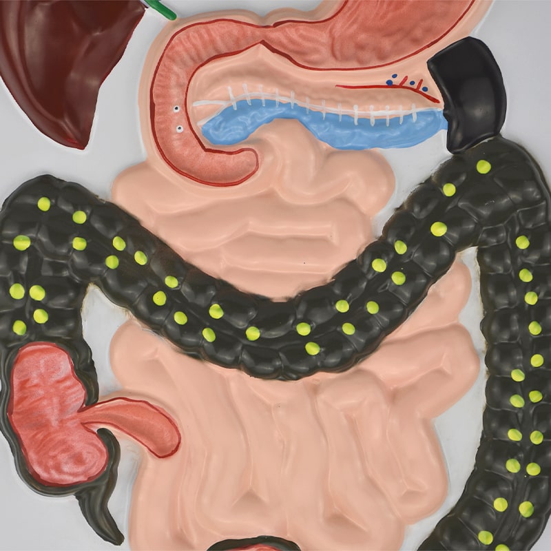 ZEIGEN Lamina Didáctica Del Sistema Digestivo 