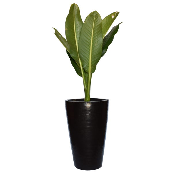 Maceta De Plástico Interior Exterior Chocolate Con Textura