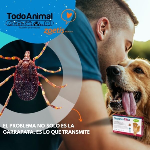 Desparasitante y Antipulgas Simparica Trio 20 A 40Kg Pulga Garrapata Gusano Corazón