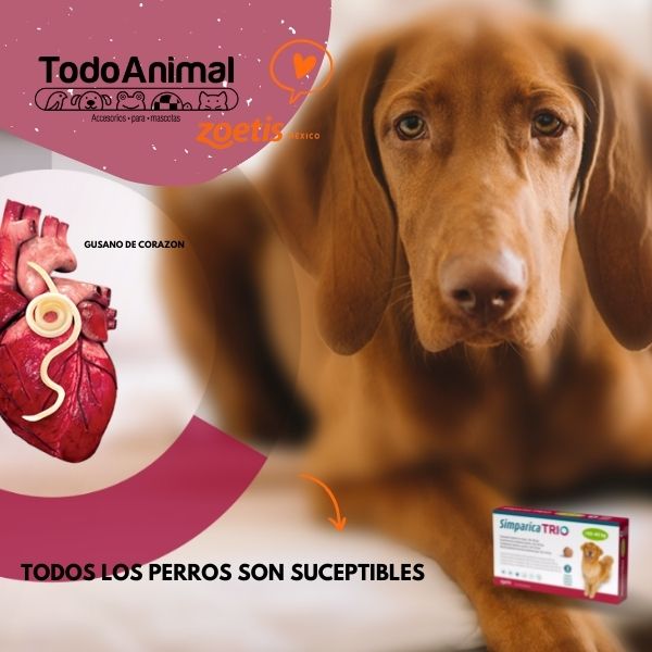 Desparasitante y Antipulgas Simparica Trio 20 A 40Kg Pulga Garrapata Gusano Corazón