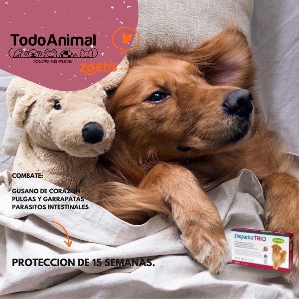 Desparasitante y Antipulgas Simparica Trio 20 A 40Kg Pulga Garrapata Gusano Corazón