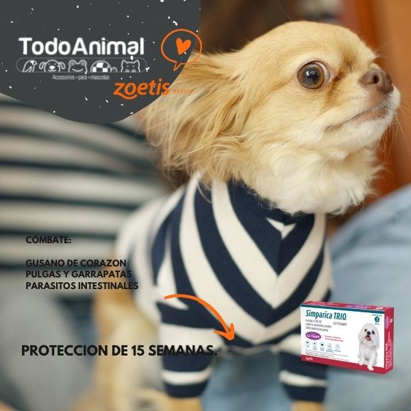Desparasitante Y Antipulgas Simparica Trio 2.5 A 5 Kg Pulgas Garrapatas Gusano Corazón