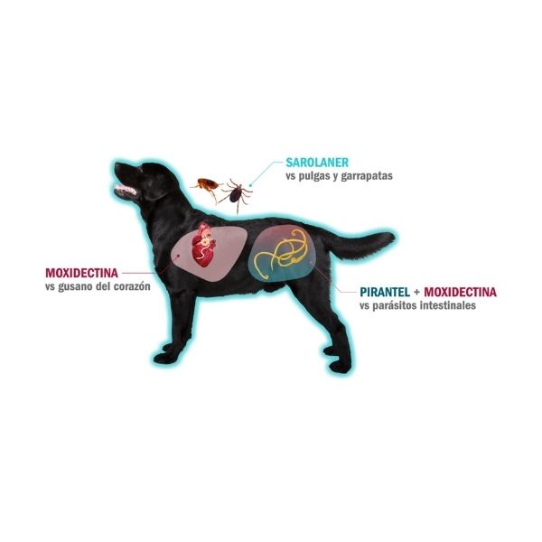 Desparasitante Y Antipulgas Simparica Trio 2.5 A 5 Kg Pulgas Garrapatas Gusano Corazón