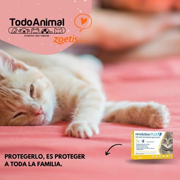 Desparasitante y Antipulgas en 3Pipetas Revolution Plus Para Gatos Hasta 2.5kg, Pulgas Garrapatas