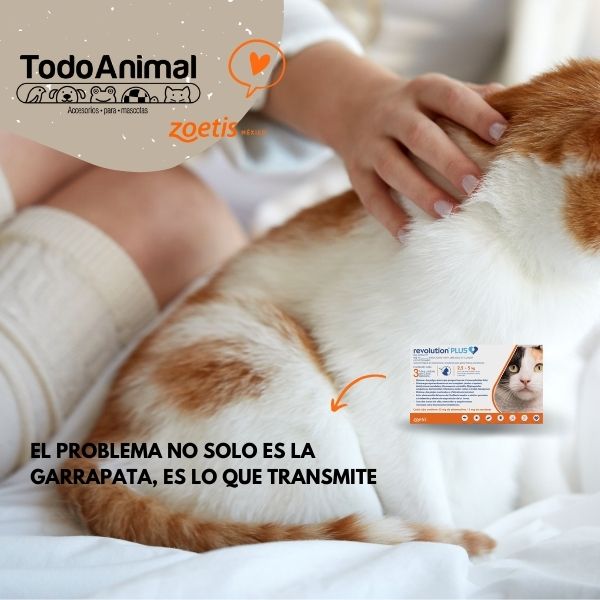 Desparasitante y Antipulgas en 3Pipetas Revolution Plus Para Gatos 2.5-5kg, Pulga Garrapata