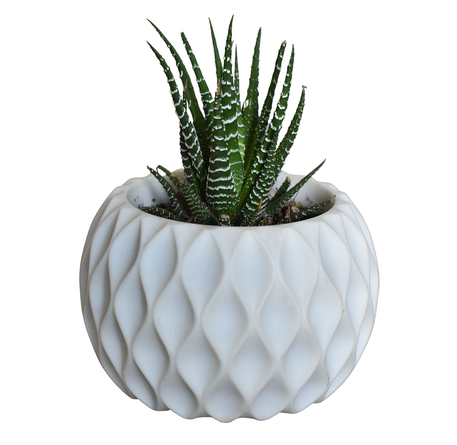 Set De Macetas Minimalistas Para Interior Suculenta Cactus