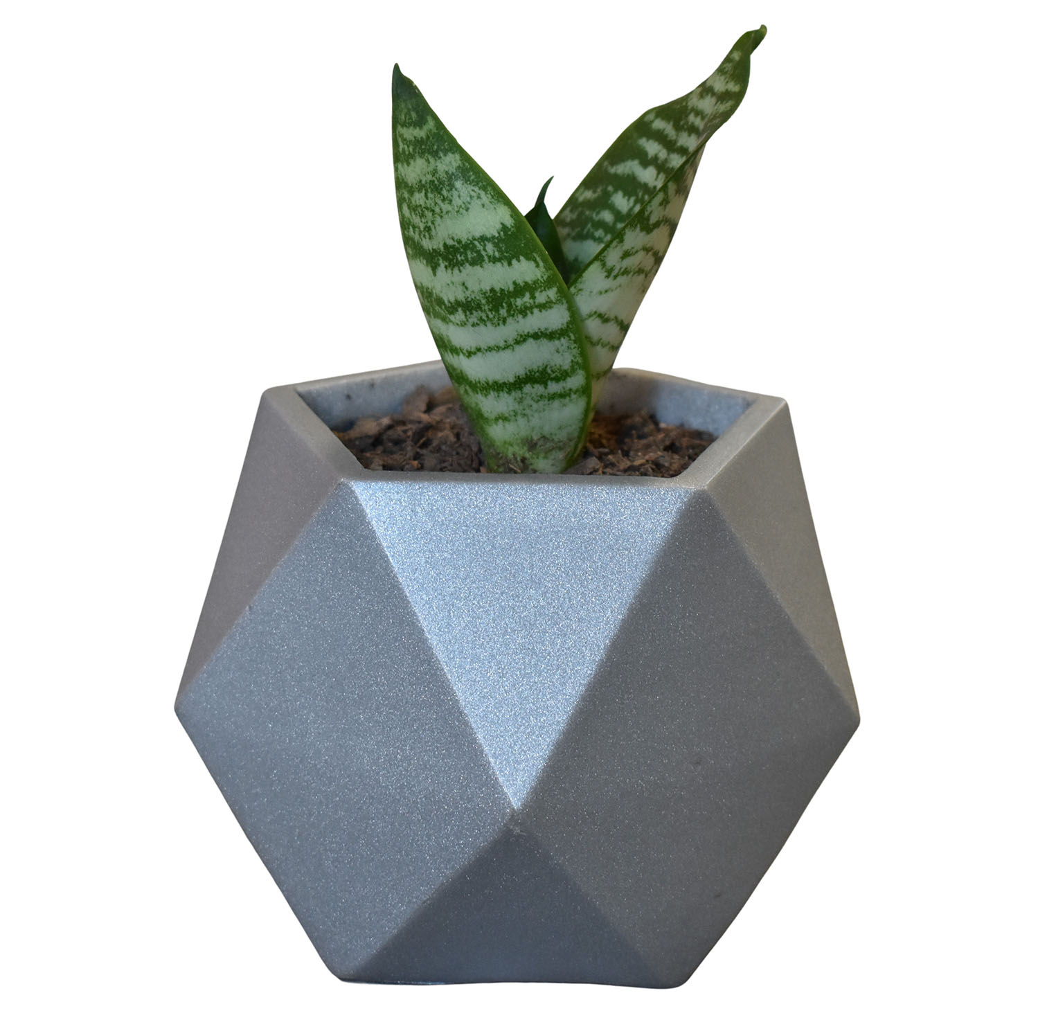 Maceta Minimalista  Plata Interior Suculenta Cactus