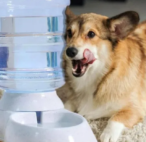 Bebedero Para Mascota Dispensador De Agua Perro Y Gato 3.8 Lt