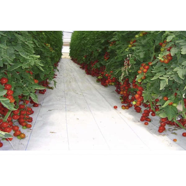 Ground Cover O Malla Antimaleza 2x2 Mts Material Nacional Color Blanco