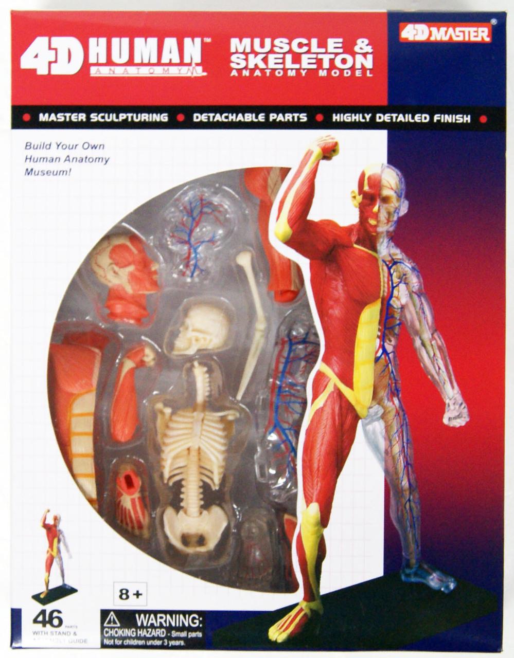 4D Rompecabezas de Anatomía Muscular y Esquelética