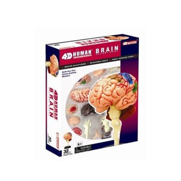 4D Rompecabezas de Anatomía Del Cerebro Humano