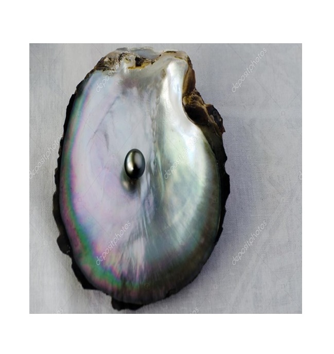 Collar Perla Natural Cultivada Negra Akoya Oro 14K  A074