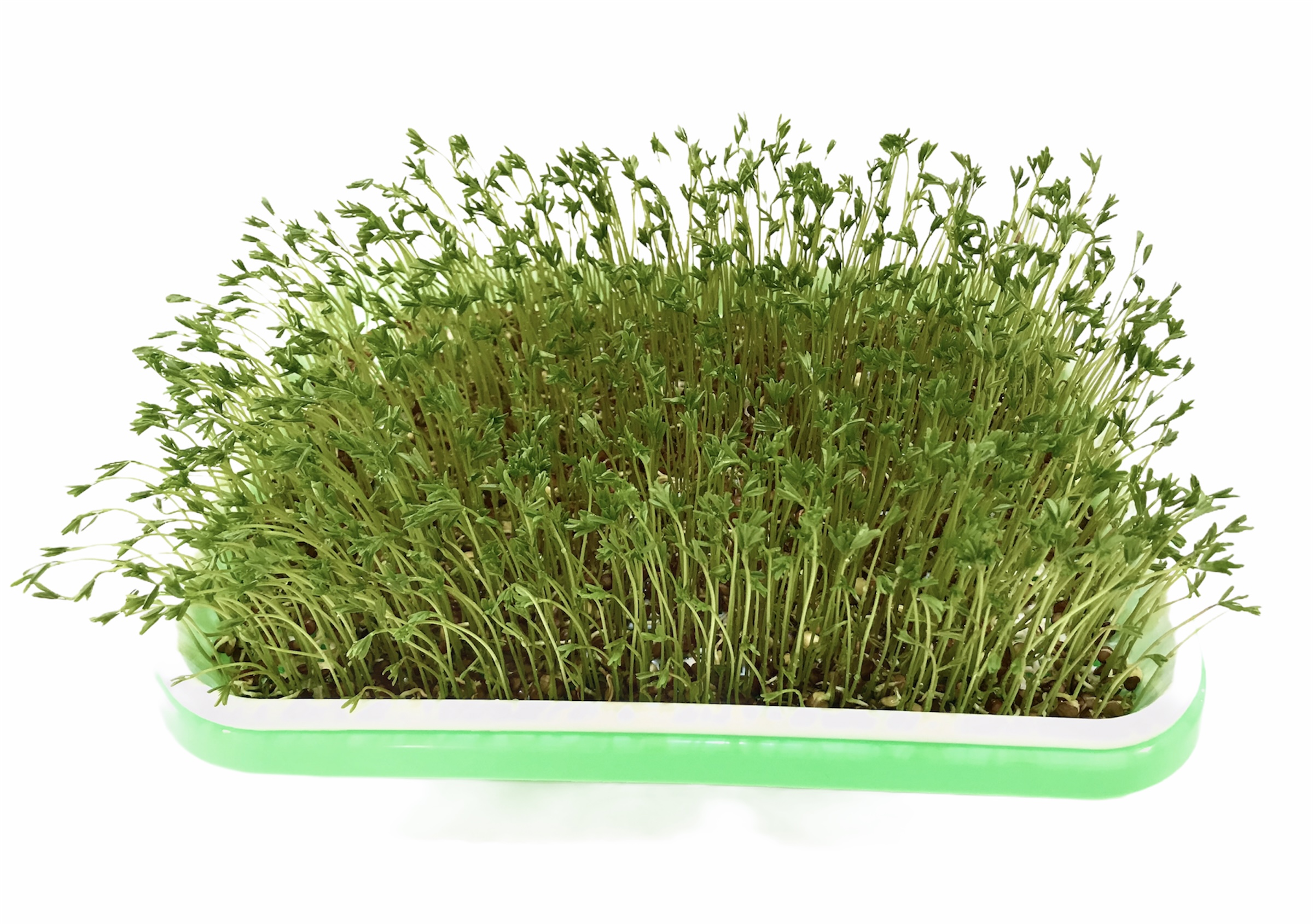 6 Charolas para Cultivo de Germinados Orgánicos Sin Suelo