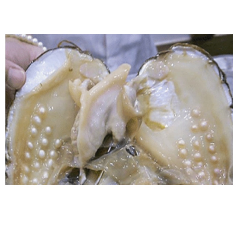 Collares Juntos Perla Cultivada Barroca Broche Chapa De Oro A037