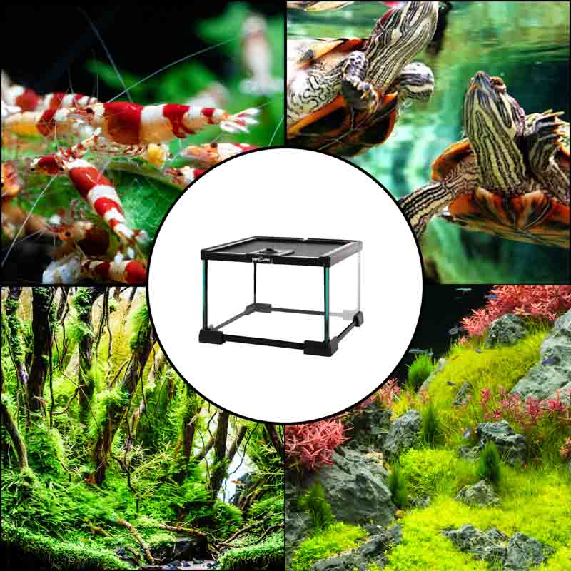 Reptizoo Mini Habitat de Cristal de  6.6 Lt  de 21 cm x 21 cm x 15 cm, con tapa deslizable superior de malla, vision 360, para Reptiles, Arácnidos, Insectos y mas.