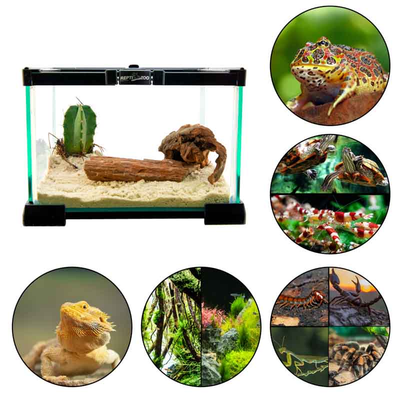 Reptizoo Mini Habitat de Cristal de  6.6 Lt  de 21 cm x 21 cm x 15 cm, con tapa deslizable superior de malla, vision 360, para Reptiles, Arácnidos, Insectos y mas.