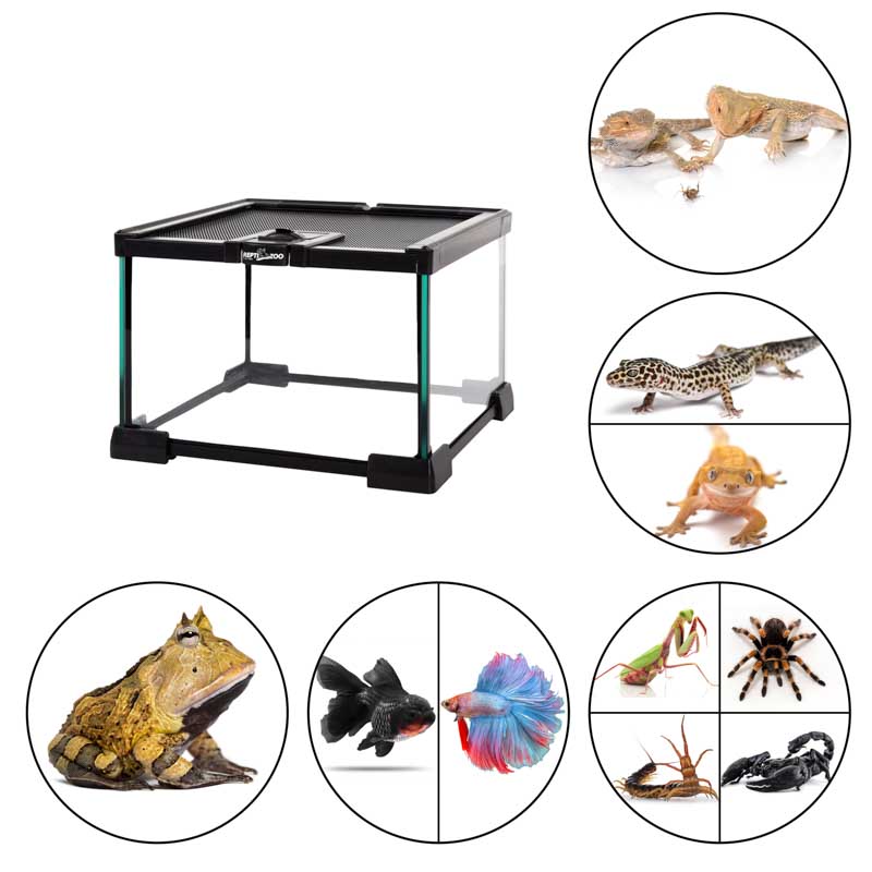 Reptizoo Mini Habitat de Cristal de  6.6 Lt  de 21 cm x 21 cm x 15 cm, con tapa deslizable superior de malla, vision 360, para Reptiles, Arácnidos, Insectos y mas.