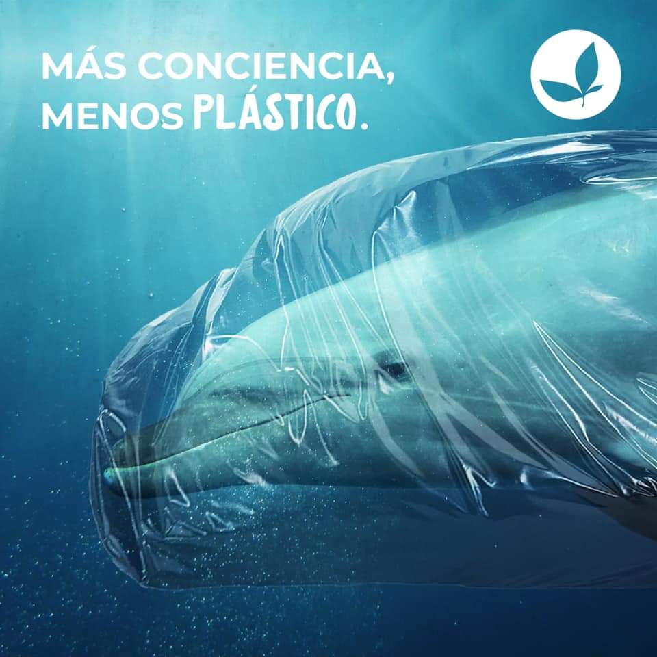 Popote Estuchado de semilla de aguacate / 21 cm / 500 pzs