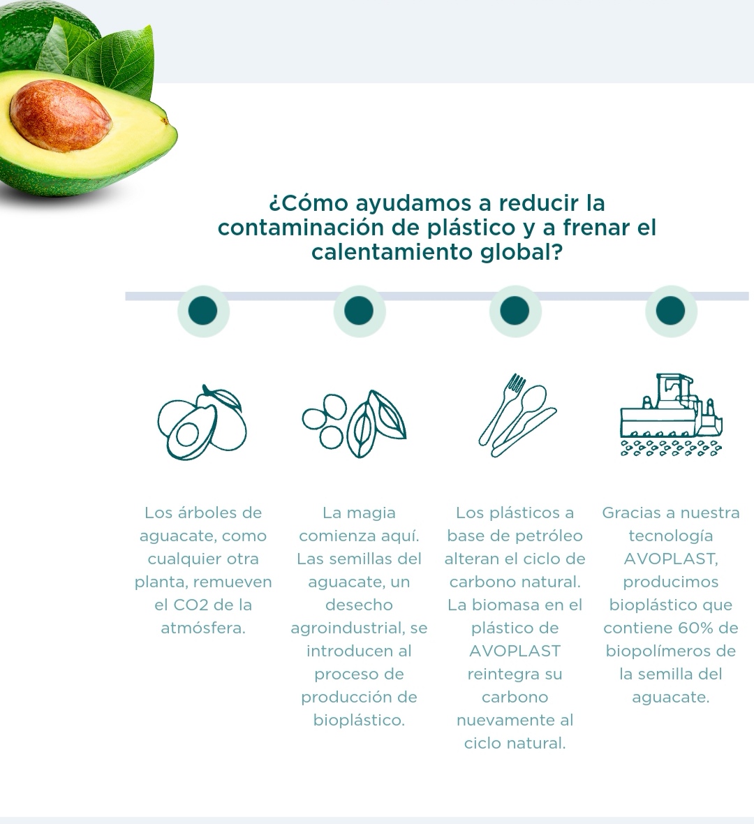 Popote Estuchado de semilla de aguacate / 21 cm / 500 pzs