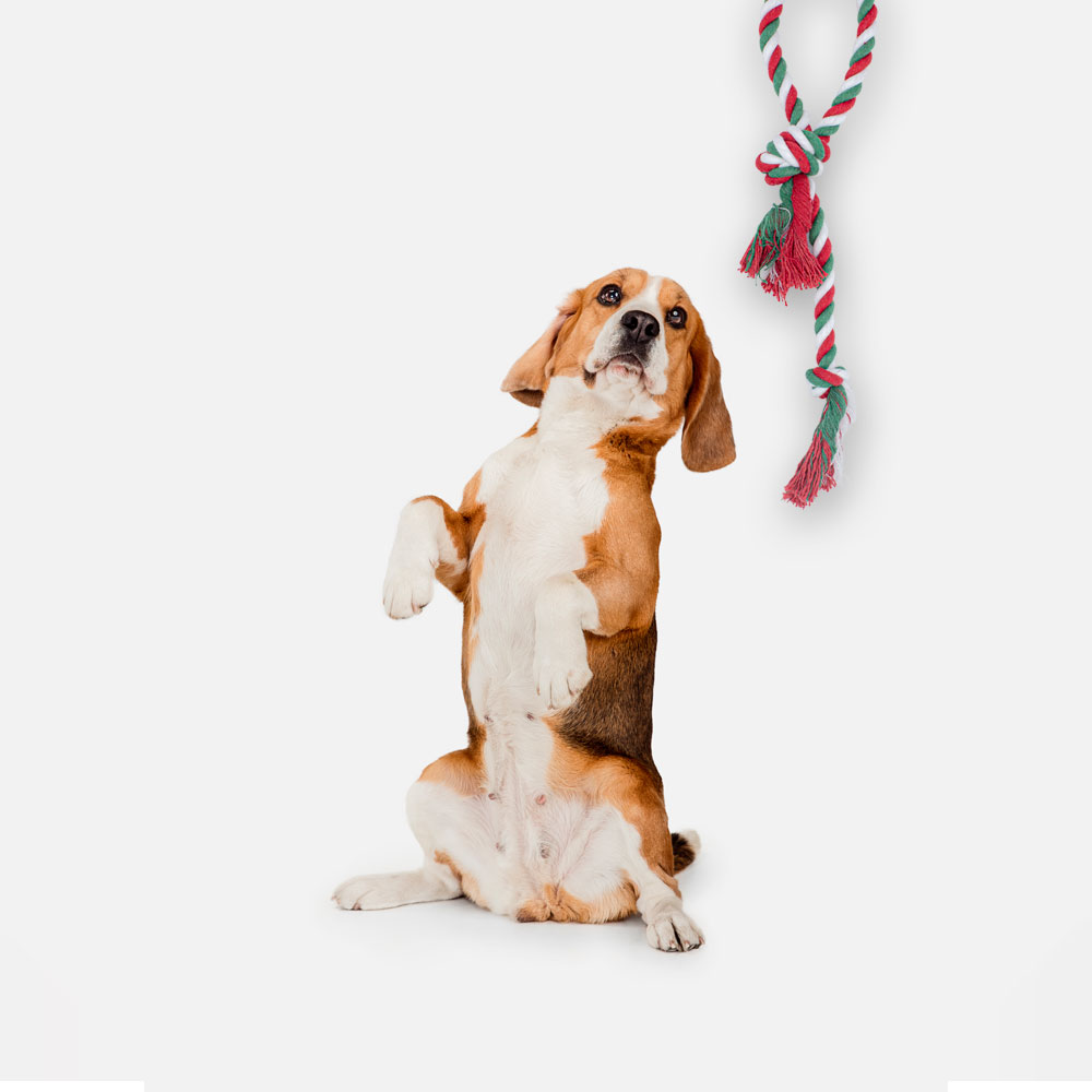 Juguete Jaladera Mordedera Trenza Cuerda Tejida Para Perros Pets