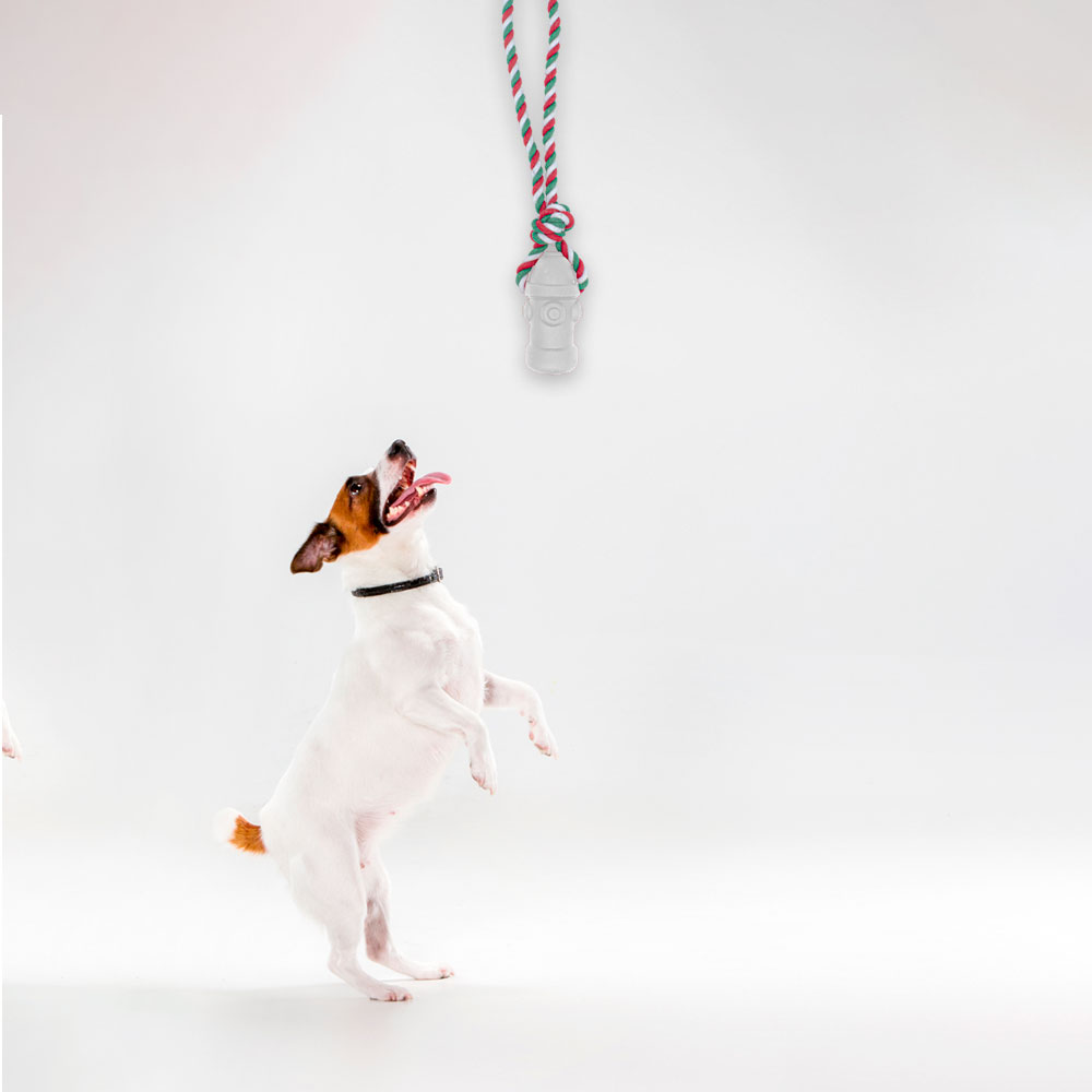 Juguete Chillon Para Mascotas Sonido Cuerda Perro Cachorro Blanco