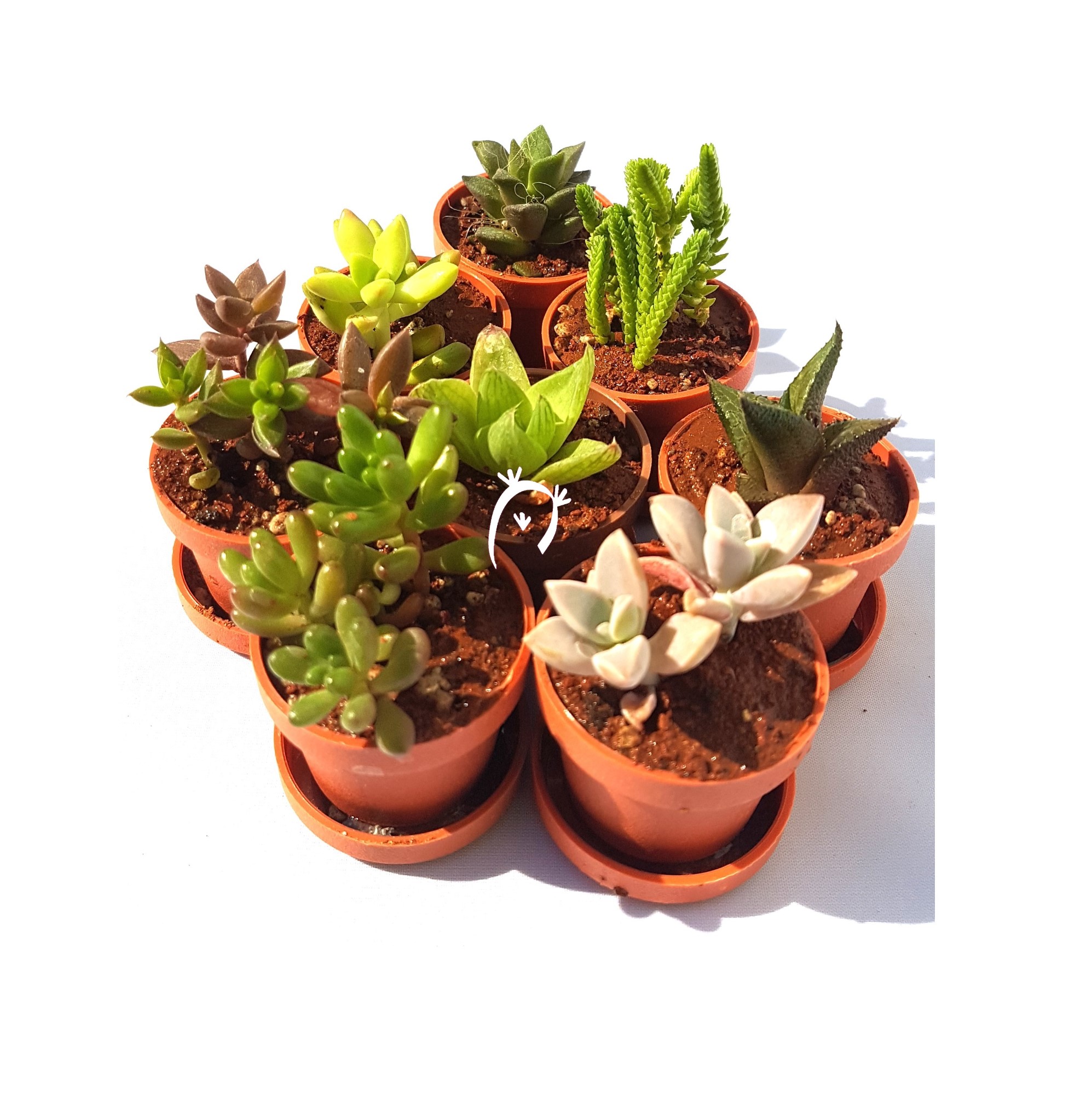 Plantas suculentas miniatura. Recuerdos para eventos.