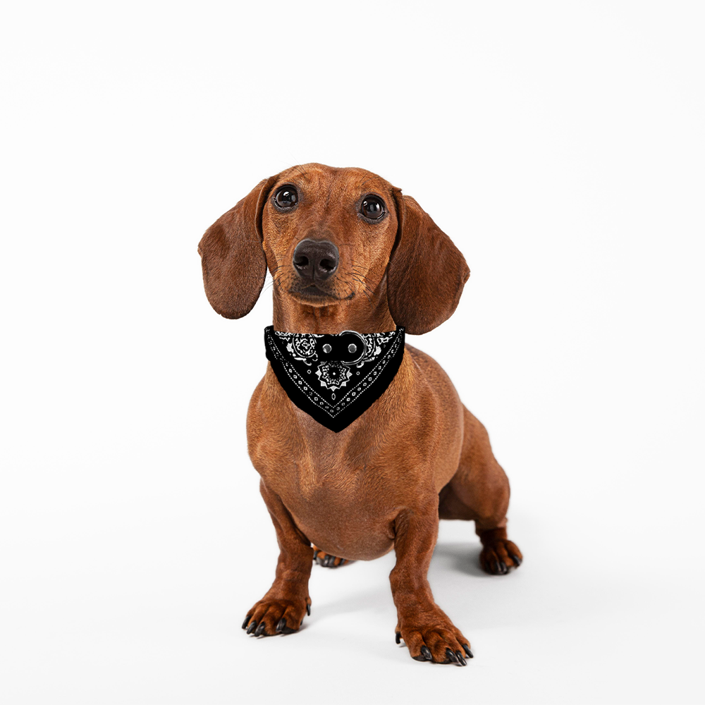 Collar Para Perro Gato Pequeños Pañuelo Paliacate Suave Negro