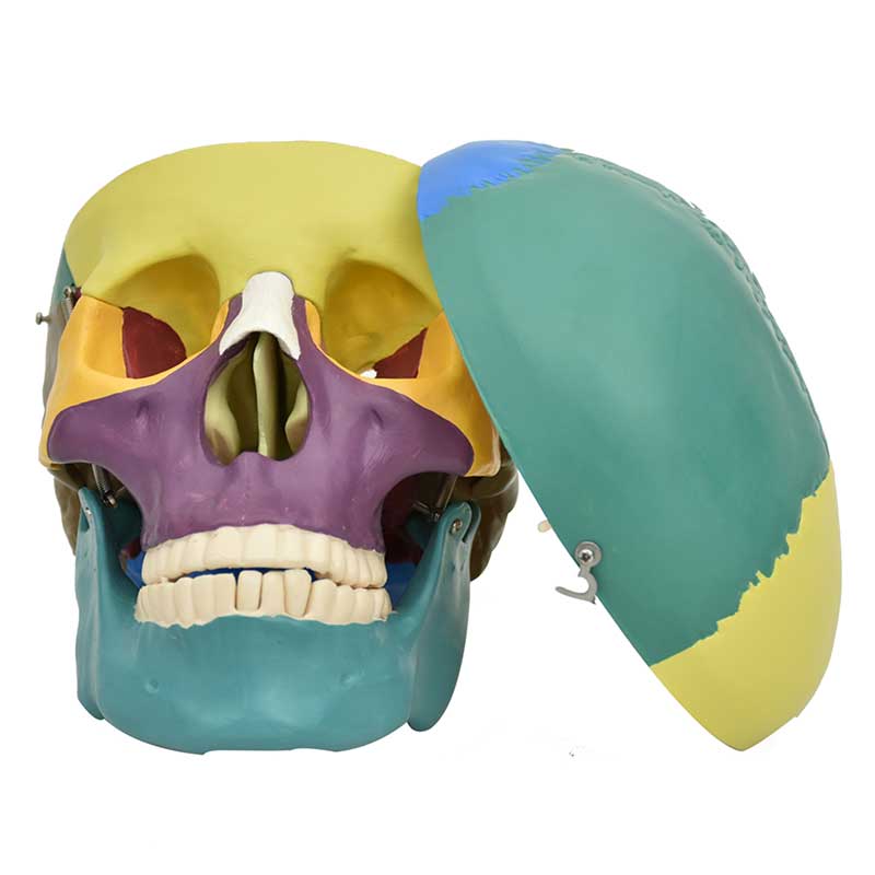 ZEIGEN Modelo Anatómico de Craneo de Colores 