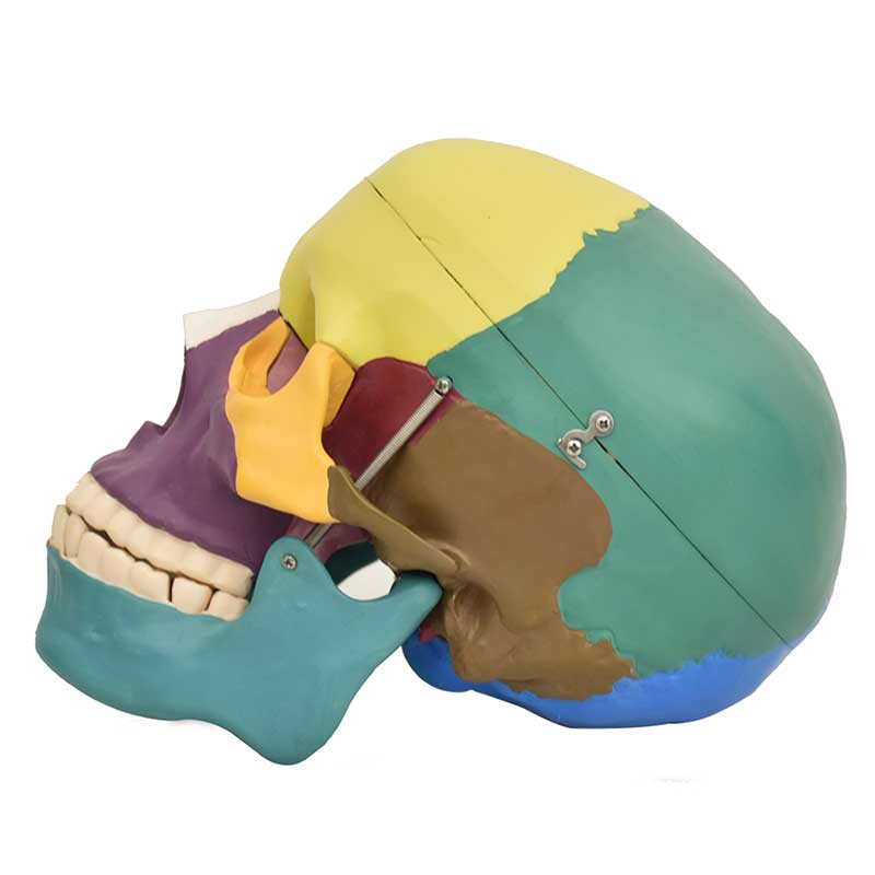 ZEIGEN Modelo Anatómico de Craneo de Colores 