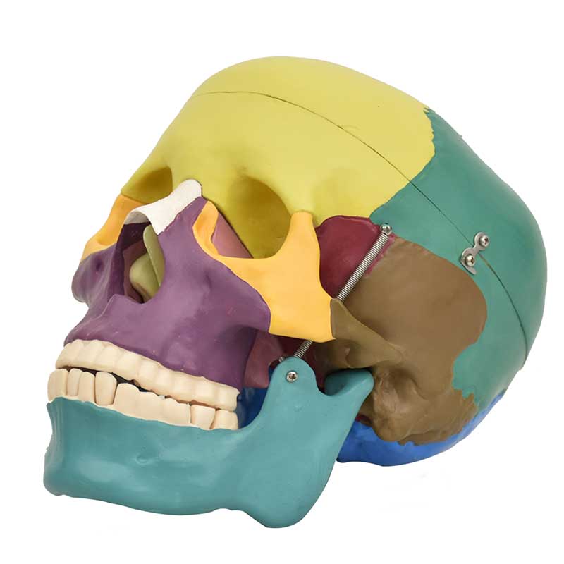 ZEIGEN Modelo Anatómico de Craneo de Colores 