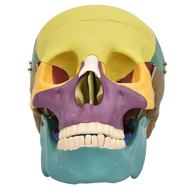 ZEIGEN Modelo Anatómico de Craneo de Colores 