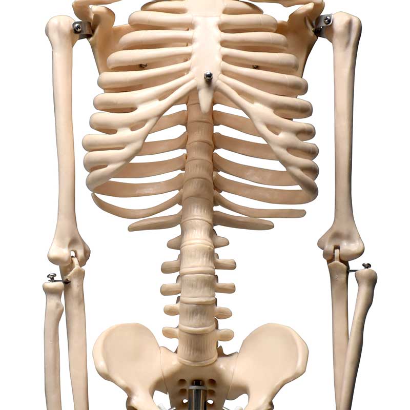 ZEIGEN Modelo del Esqueleto humano de 85 cm