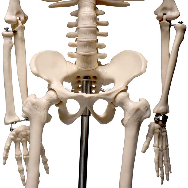 ZEIGEN Modelo del Esqueleto humano de 85 cm