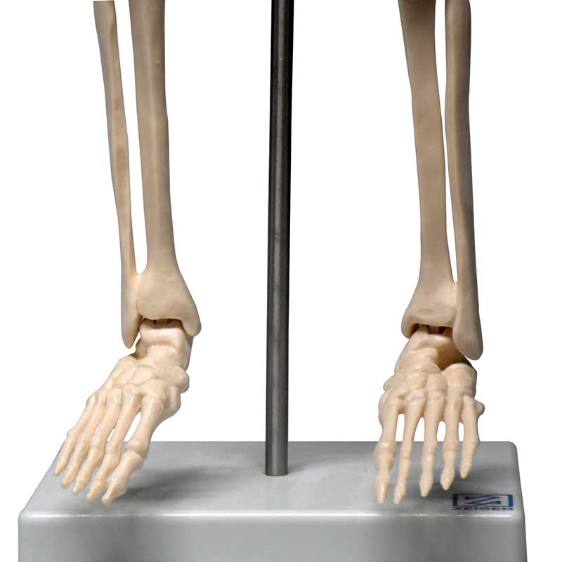 Esqueleto Humano con Soporte - 85 Cm