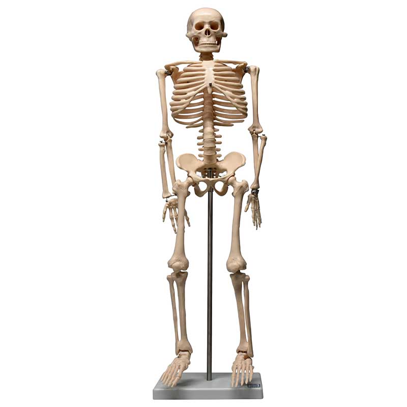 ZEIGEN Modelo del Esqueleto humano de 85 cm