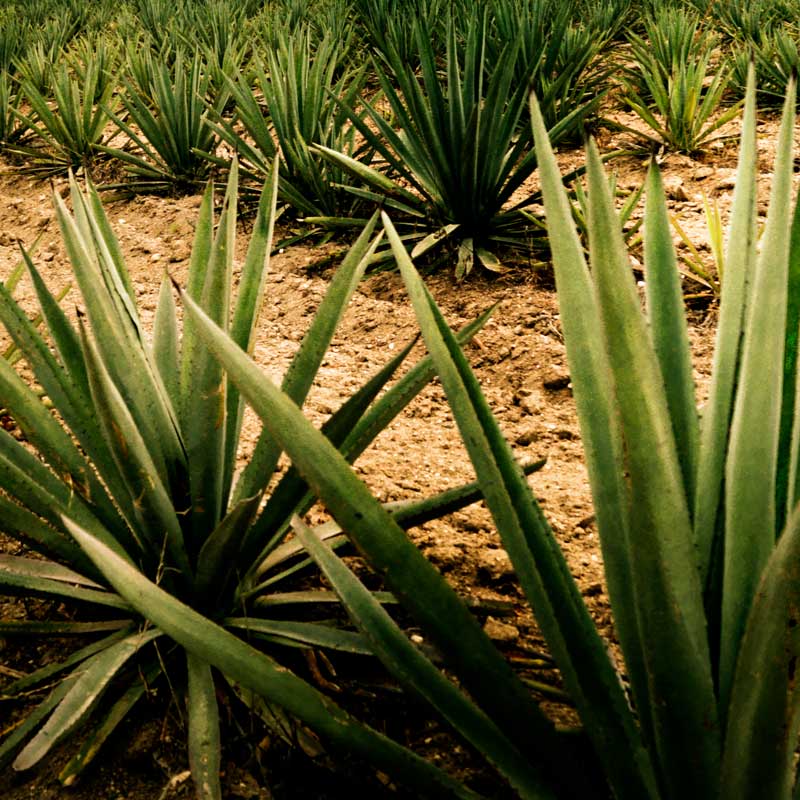 Mezcal/Destilado artesanal Reposado de Barril El Magueyal Oaxaca 750ml