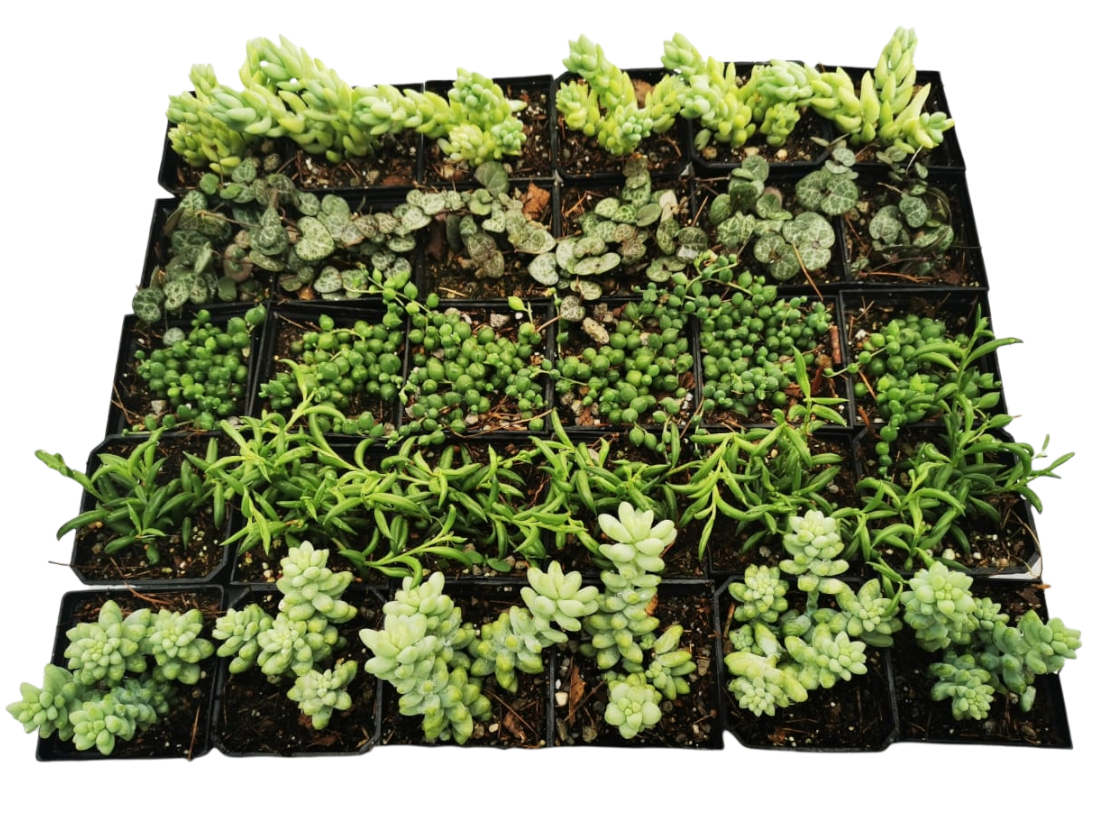 Mix Suculentas Colgantes 30 Pzas M 3 Pulgadas