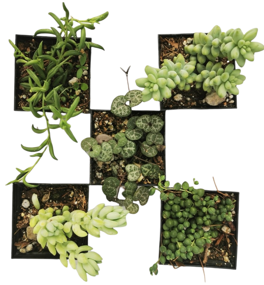 Mix Suculentas Colgantes 30 Pzas M 3 Pulgadas