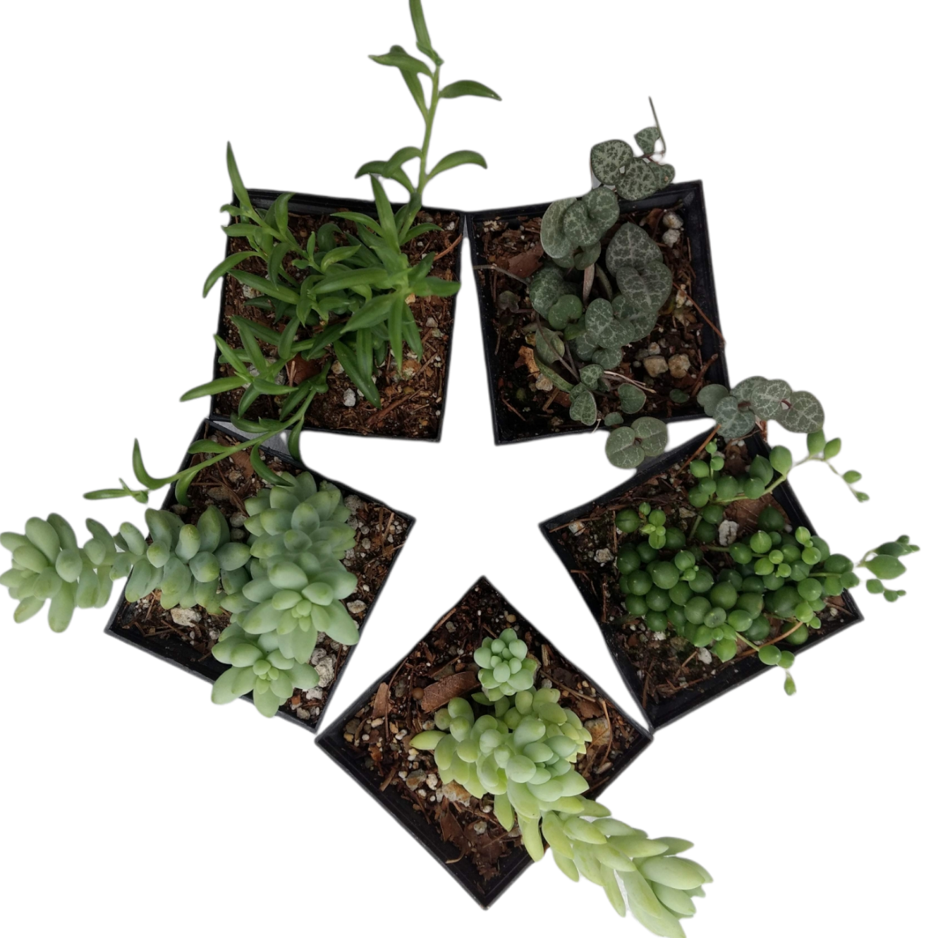 Mix Suculentas Colgantes 30 Pzas M 3 Pulgadas