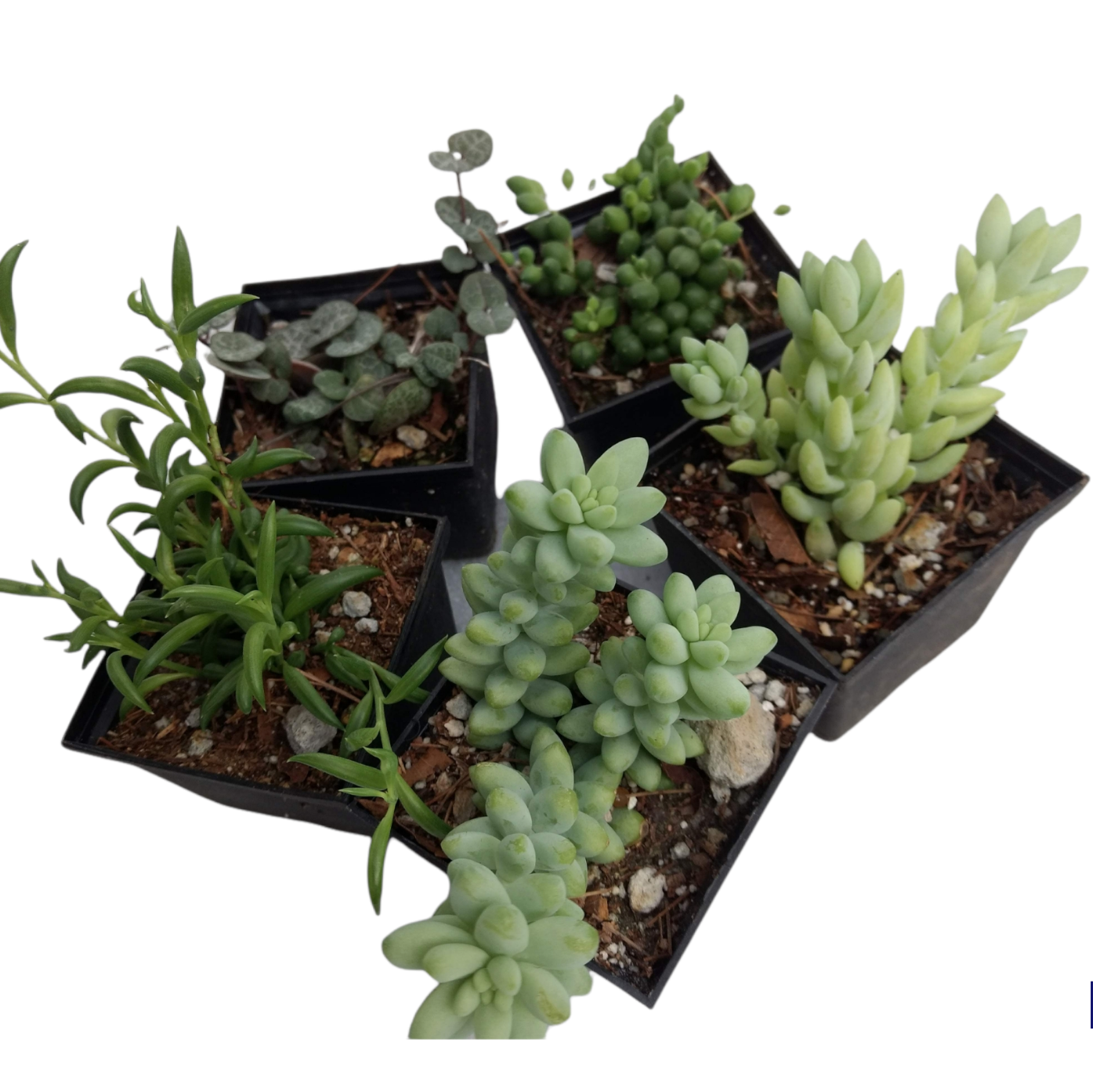 Mix Suculentas Colgantes 30 Pzas M 3 Pulgadas