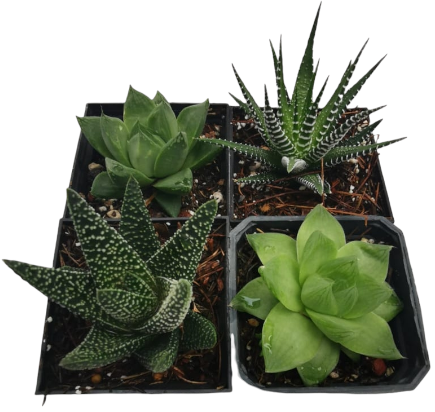Mix Haworthias 15 Pzas M 3 Pulgadas