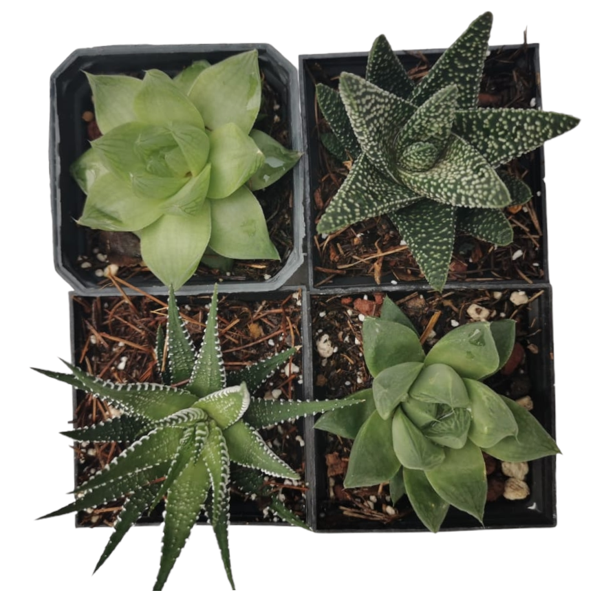 Mix Haworthias 15 Pzas M 3 Pulgadas