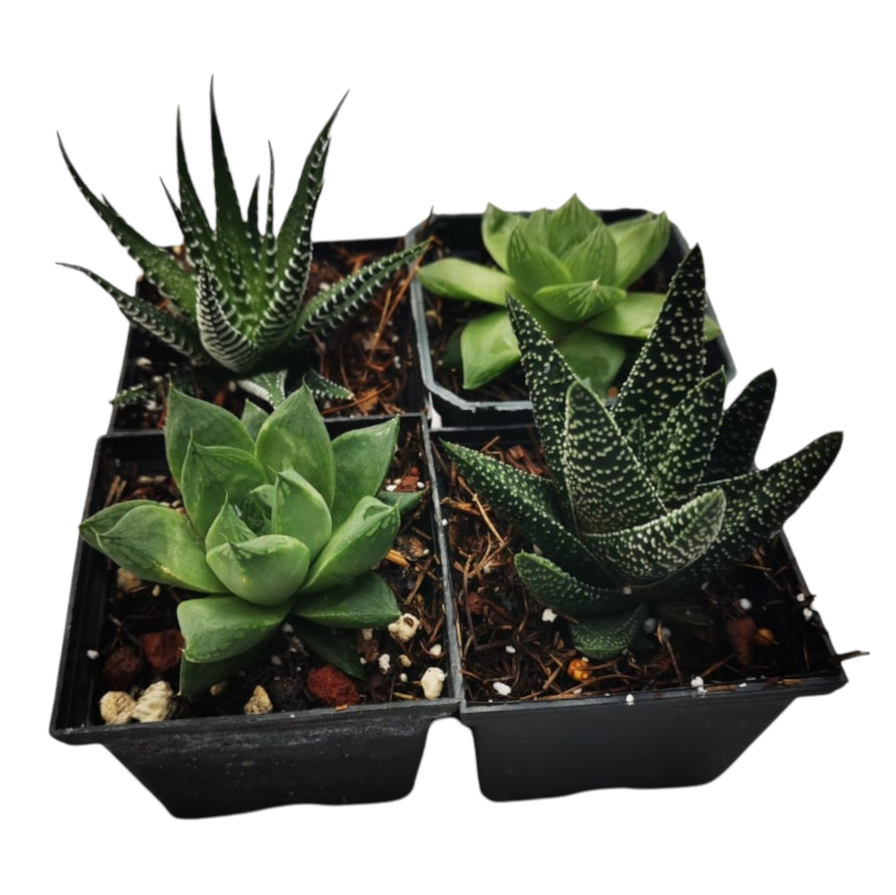 Mix Haworthias 15 Pzas M 3 Pulgadas