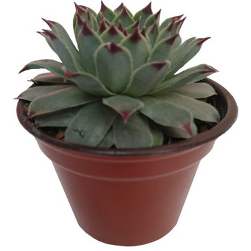 Set 3 pzas Echeveria calcareum "Uña de señorita" M 6 pulgadas