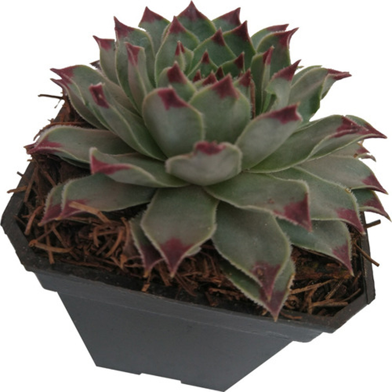 Set 3 pzas Echeveria calcareum "Uña de señorita" M 6 pulgadas