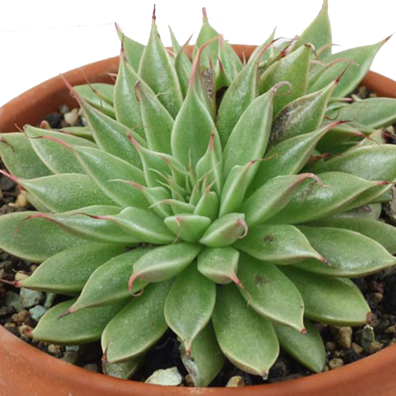 Set 3 pzas Graptoveria Silver star M 6 pulgadas