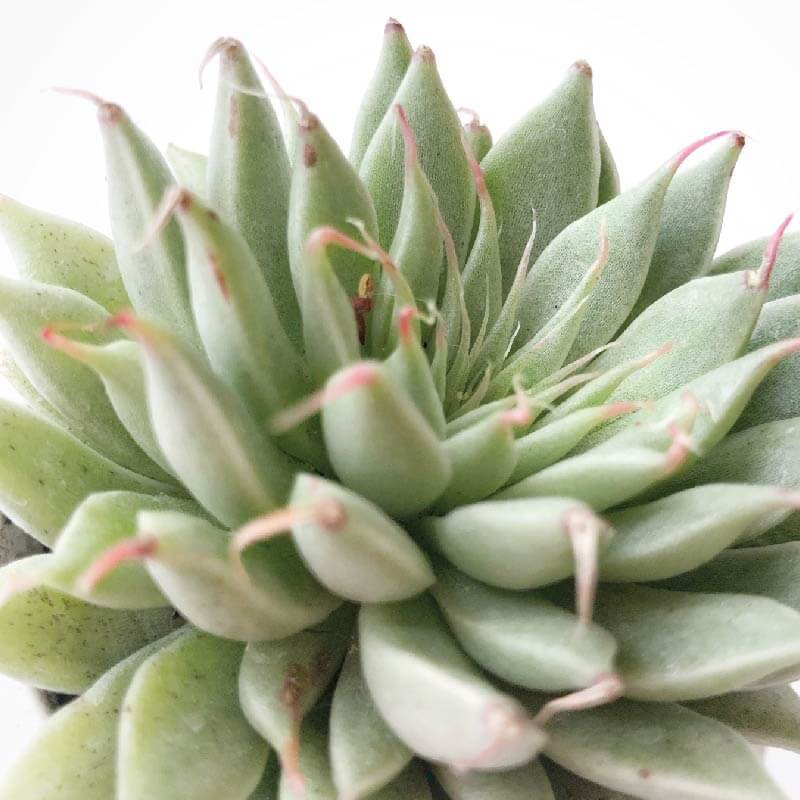 Set 3 pzas Graptoveria Silver star M 6 pulgadas